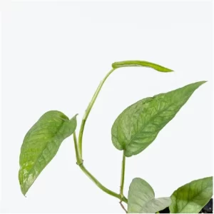 Pothos leaves