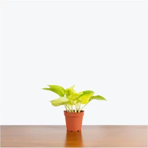 Pothos Neon