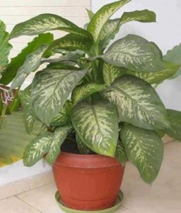 Dieffenbachia Sublime