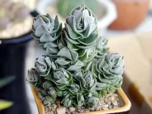 Crassula Ivory Tower