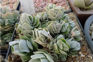 Crassula Ivory Tower