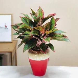 Aglaonema Siam Aurora