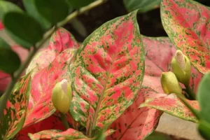 Aglaonema