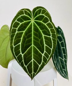 Anthurium Clarinervium