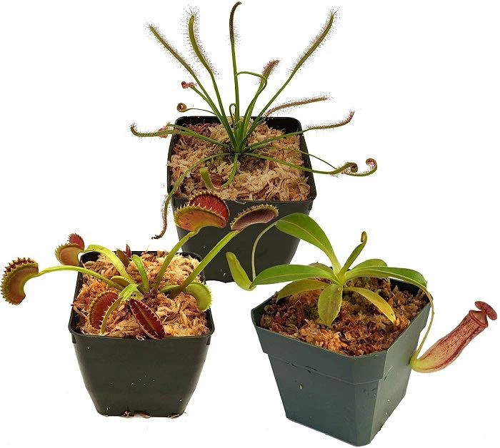 Planting and Care of Carnivorous Plants