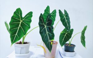 Alocasia Amazonica Polly