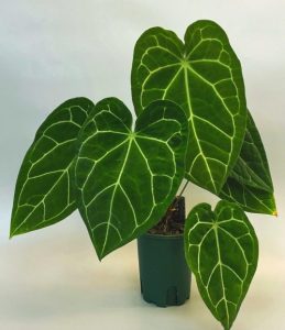 Anthurium