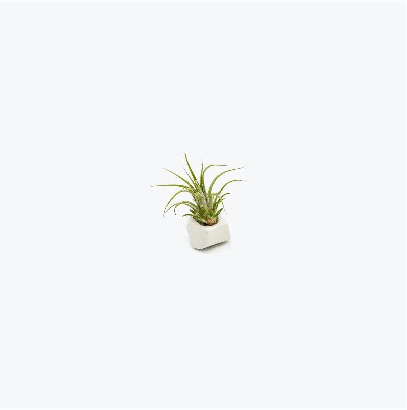 Caring for Air Plants