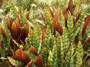 Calathea insignis Petersen