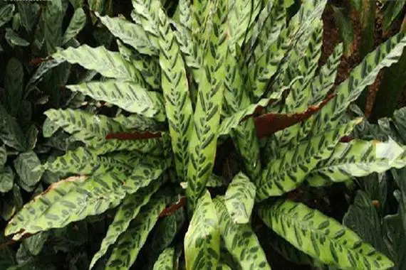 Growth rate of Calathea insignis Petersen