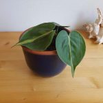 Philodendron Brazil