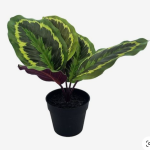 Calathea  