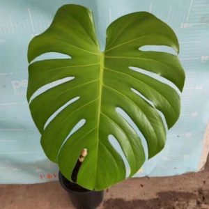 Monstera Deliciosa Split Leaf 