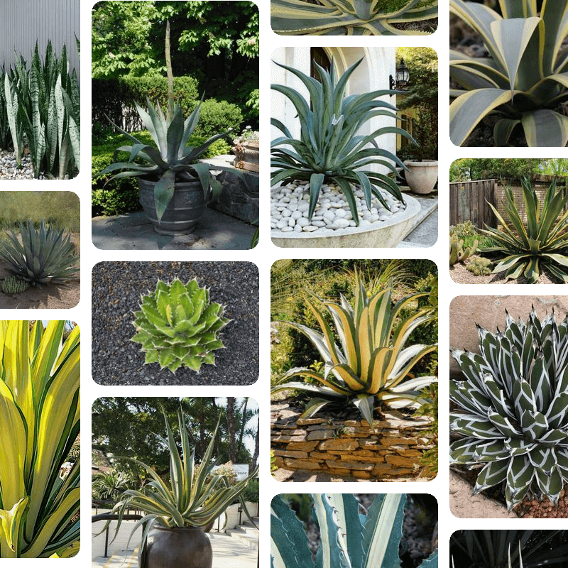 Growth differences of Agave Geminiflora in different environments