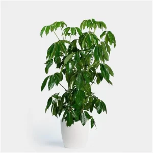 Schefflera Alpine