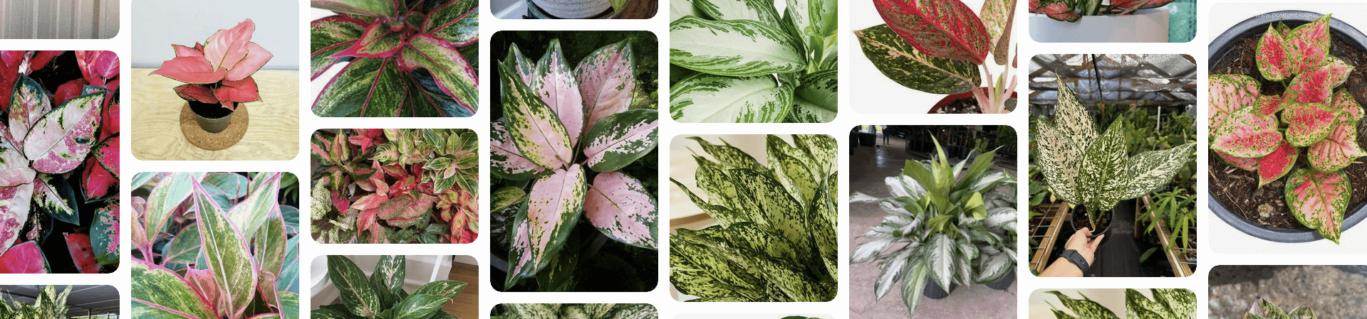 Care of Chinese Dieffenbachia in Winter