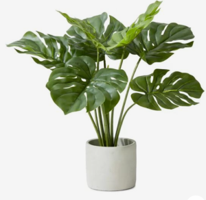 Monstera Sp