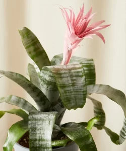 Bromeliad Aechmea Primera