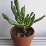 Crassula Gollum