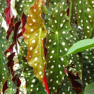 Cane Begonia