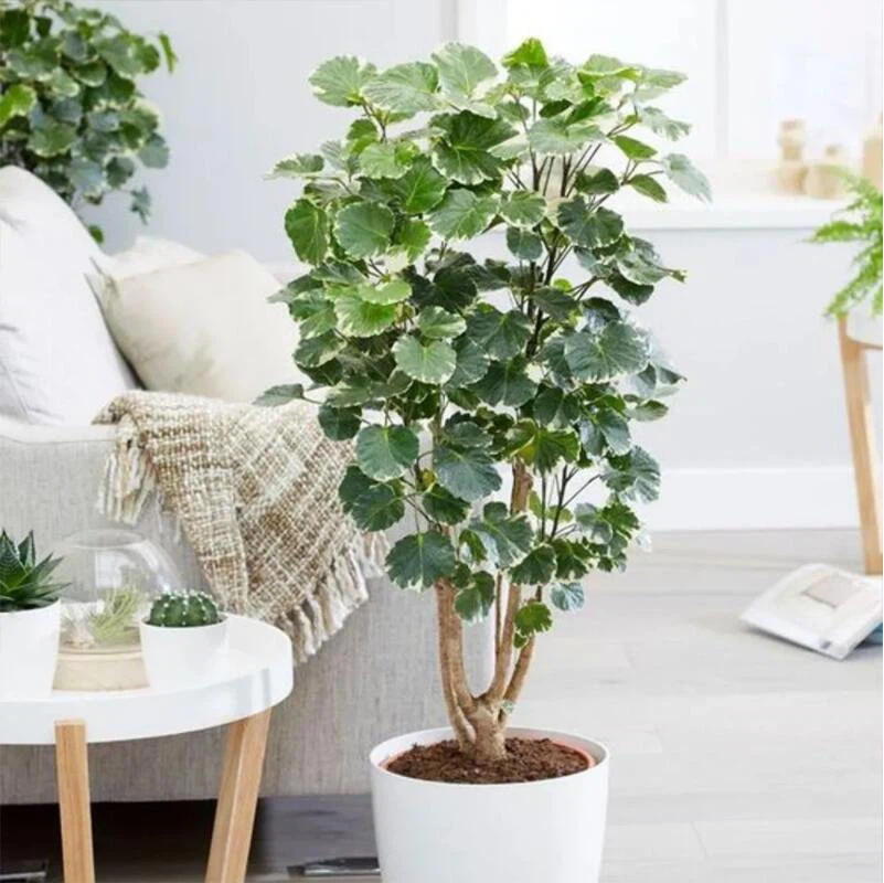 Care of Aralia Plants