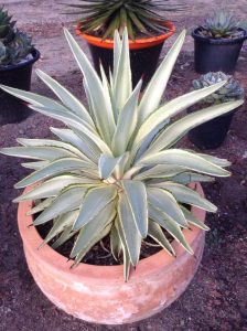 Agave Desmettiana Joe Hoak