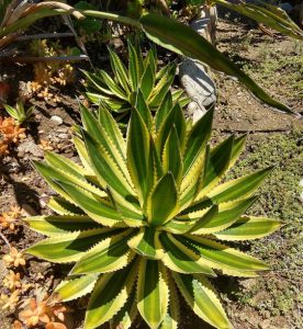 Agave Lophantha Quadricolor