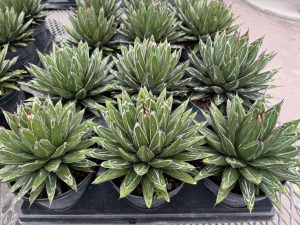 Agave Victoria Regina