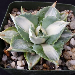 Agave isthmensis Ohi Raijin Shiro Nakafu