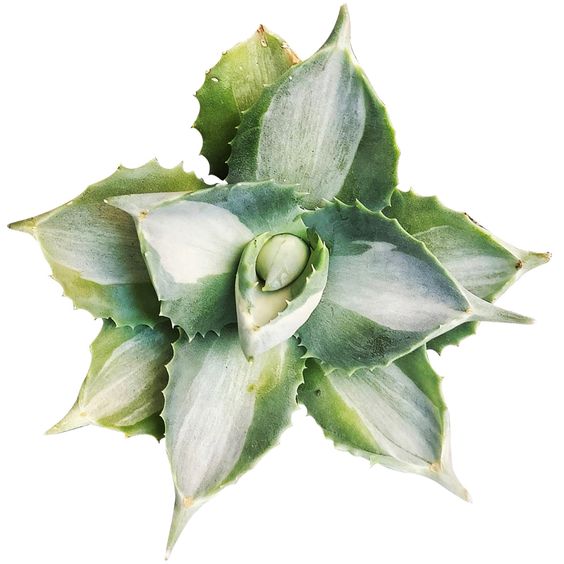 Agave isthmensis Ohi Raijin Shiro Nakafu