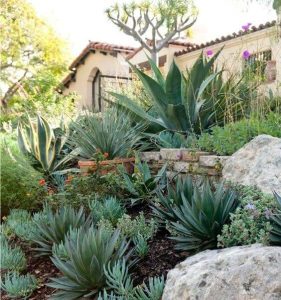 Agave Geminiflora