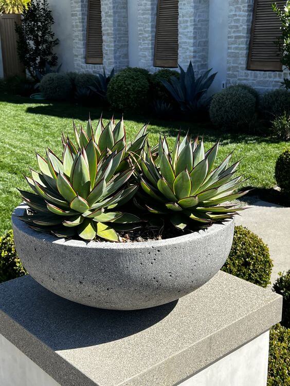 Agave can spend the winter outdoors