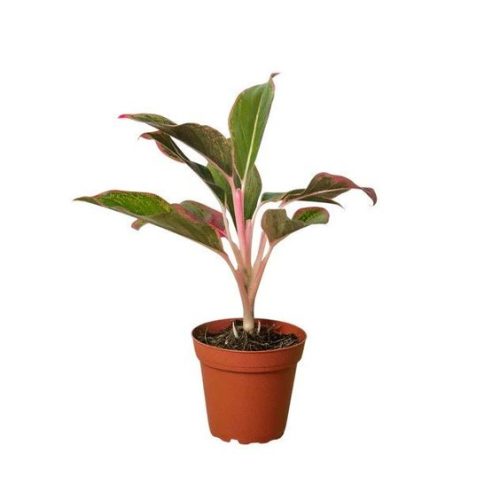 Aglaonema Red Siam