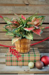 Aglaonema Red Valentine