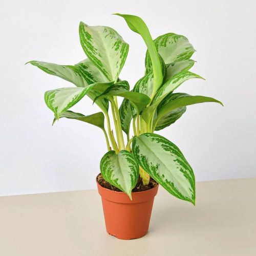 Aglaonema Silver Bay