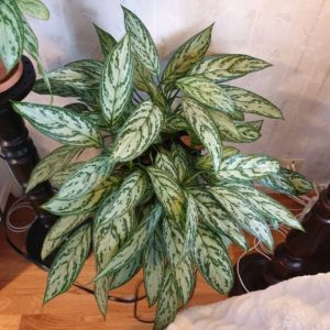 Aglaonema Silver Queen