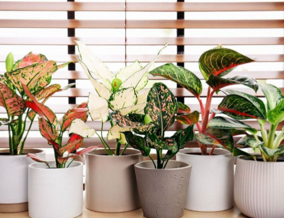 Best Care Methods for Aglaonema