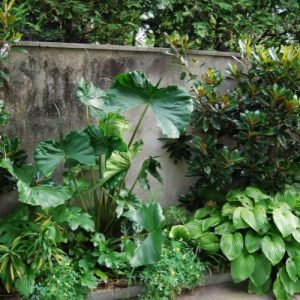 Alocasia Stingray