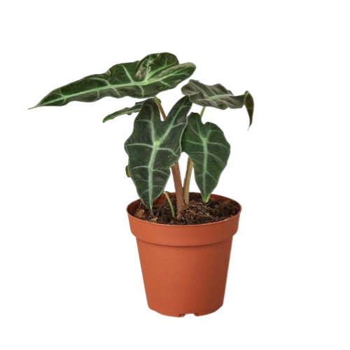 Alocasia African Mask