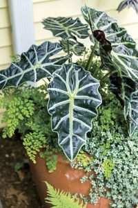 Alocasia African Mask