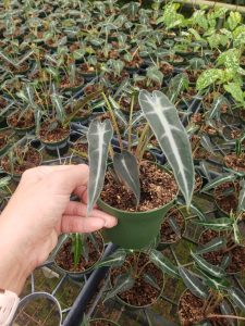 Alocasia  Bambino