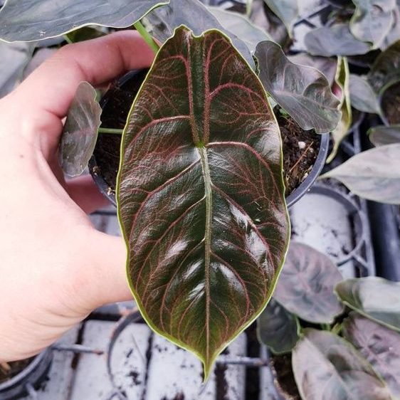 Alocasia Care Guide