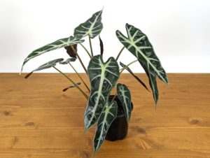 Alocasia