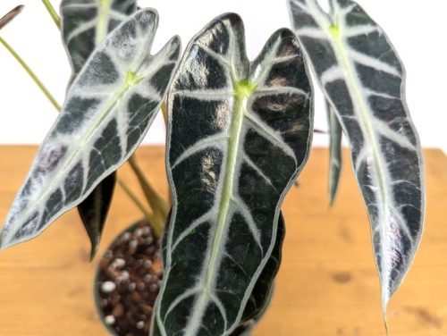 Propagation methods of Aphelandra Dania