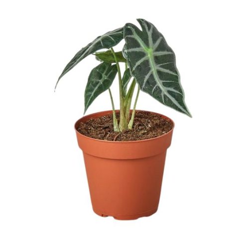 Alocasia Bambino