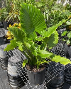 Alocasia California Odora