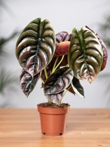 Alocasia Cuprea