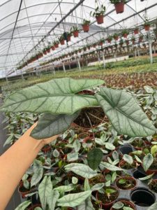 Alocasia Dragon’s Breath