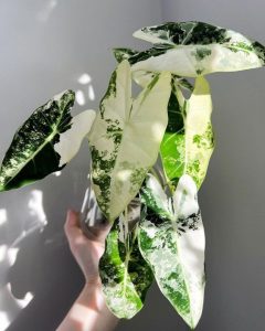 Alocasia Frydek Variegata