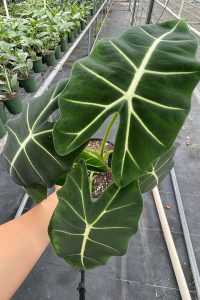 Alocasia Frydek